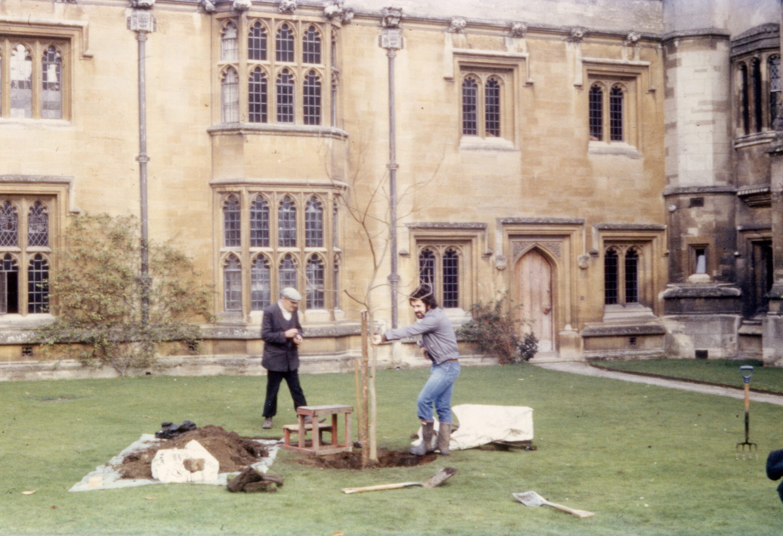 Colour photograph of a golden rain tree being planted on the lawn outside the President's Lodgings, St John's Quadrangle, November 1979.
